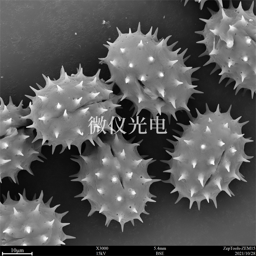 掃描電鏡測(cè)樣，要注意什么？